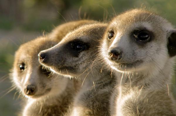 Bild 1 von 5: Erdmännchen haben ein ausgeprägtes Sozialverhalten: Sie finden sich in Gruppen von vier bis neun Tieren zusammen.