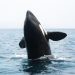 Orcas - Vorstoß in die Arktis
