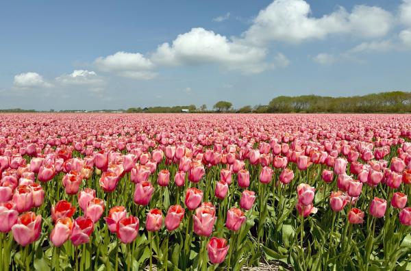 Bild 1 von 9: Über vier Milliarden Tulpenzwiebeln werden jährlich in den Niederlanden produziert. Die Monokultur ist umstritten wegen ihres Wasser- und Pestizid-Verbrauchs.
