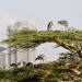 Wildes Nairobi - Wo Leoparden durch Gärten schleichen