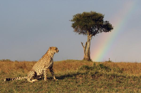 Bild 1 von 6: Der Gepard Duma im Gras: Allein hat der Gepard wenig Überlebenschancen und sucht Anschluss. Begegnungen mit seinen Artgenossen können jedoch für ihn tödlich enden.