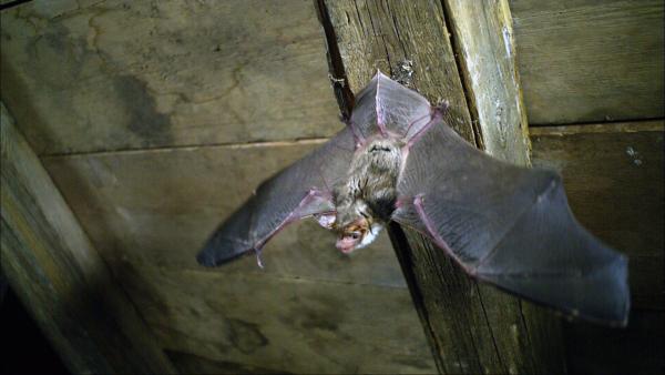 Bild 1 von 2: Flora Fledermaus zeigt ihr Können.