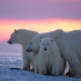 Die Reise der Eisbären