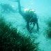 Hitzestress im Mittelmeer