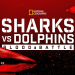 Hai vs. Delfin