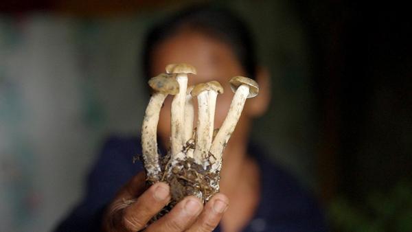 Bild 1 von 4: Magic Mushrooms, Zauberpilze heißen sie auch wegen ihrer halluzinogenen Wirkung.