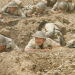 Königstiger vor El Alamein