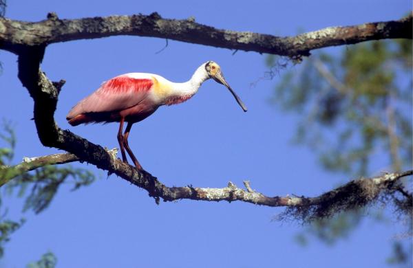 Bild 1 von 11: Löffler.