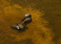 Okawango - Fluss der Träume