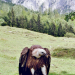 Untersberg - Sagenreiche Natur