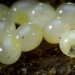 Winzige Wunder
