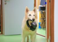 Können Hunde sprechen?