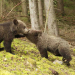 Abenteuer Wildnis