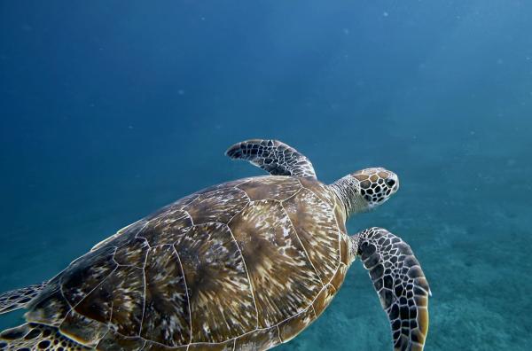 Bild 1 von 4: Schildkröten nutzen akustische Signale, um sich im Wasser zu orientieren.
