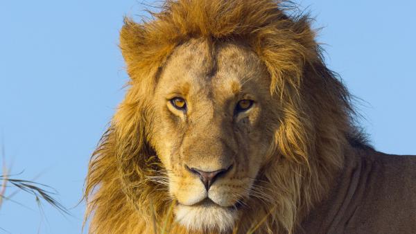 Bild 1 von 5: Eine üppige Löwenmähne signalisiert den Artgenossen Stärke.