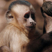 Affen - unsere engsten Verwandten