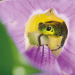Die Farben der Tierwelt