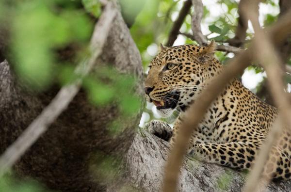 Bild 1 von 10: Eine junge Leopardin ruht sich in den Bäumen aus, bevor sie Jagd auf eine Impalaherde macht.