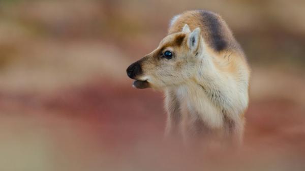 Bild 1 von 8: Gerade geboren und schon gut unterwegs: Rentierkälber rennen bereits nach wenigen Tagen durch die Berge und folgen Ihren Müttern und der Herde auf die Sommerweiden in Südnorwegen.