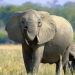 Die Sprache der Tiere