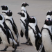 Safari-Paparazzi - Wildlife pur