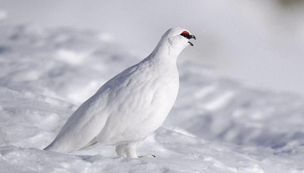 Bild 1 von 6: Ein Alpenschneehuhn.