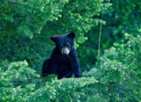 Die Rockies - Überleben in der Wildnis