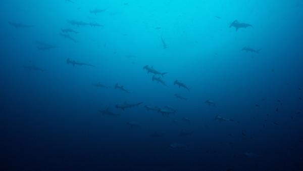 Bild 1 von 5: Um Malpelo Island in Kolumbien sammeln sich oft große Schwärme von Hammerhaien.