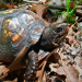 Amerikas Naturwunder: Die Great Smoky Mountains