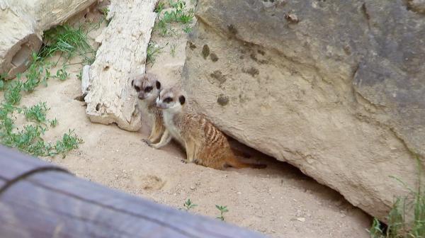 Bild 1 von 20: Erdmännchen im Kronberger Opel-Zoo.