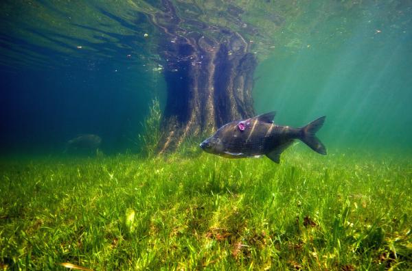 Bild 1 von 3: Eine Brachse schwimmt über einem Teppich aus Unterwasserpflanzen. Brachsen sind gerne in nährstoffreichen Gewässern unterwegs.