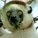 Hotspots der Tierwelt