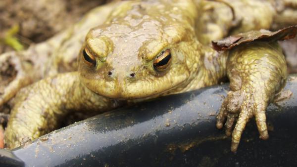 Bild 1 von 5: Das Eferdinger Becken erstreckt sich beidseitig der Donau von Aschach im Westen bis Ottensheim im Osten und bietet Lebensraum für eine faszinierende Tier- und Pflanzenwelt. In den Schotterbänken der Donau und an den alten Wehranlagen der Aschach finden seltene Näslinge ihre Laichplätze, während Kiebitze ihre perfekt getarnten Bodennester anlegen. Biber-Burgen und -Dämme, gefällte Bäume und markante Spuren säumen das Ufer und zeugen so von der Präsenz der Biber. Im Bild: Die gefährdete Erdkröte findet im Eferdinger Becken noch Schutz.