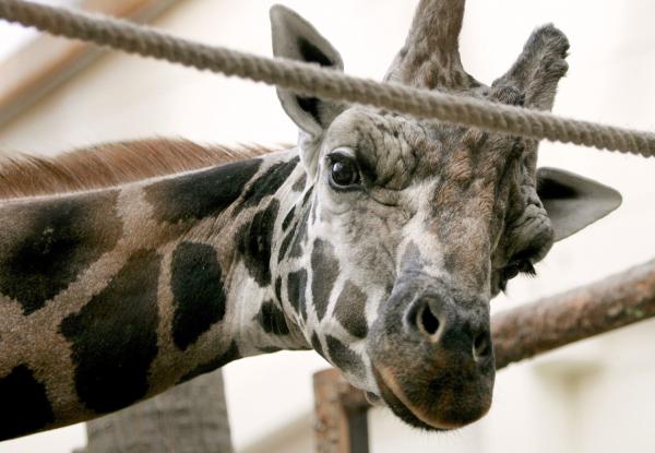 Bild 1 von 1: Die Urmutter der Zoo-Doku-Soaps \