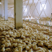 We Feed The World - Essen Global