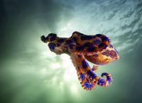 Toxische Tierwelt
