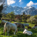 Wildes Spanien