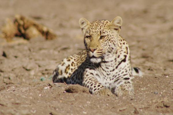 Bild 1 von 5: Leoparden sind typische Einzelgänger.