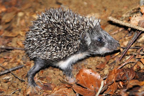 Bild 1 von 10: Im Bild: Igel.