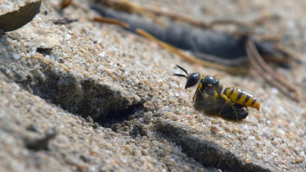 Abenteuer Wildnis