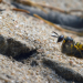 Abenteuer Wildnis