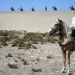 Durchs wilde Kurdistan