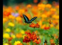 Die Farben der Tierwelt