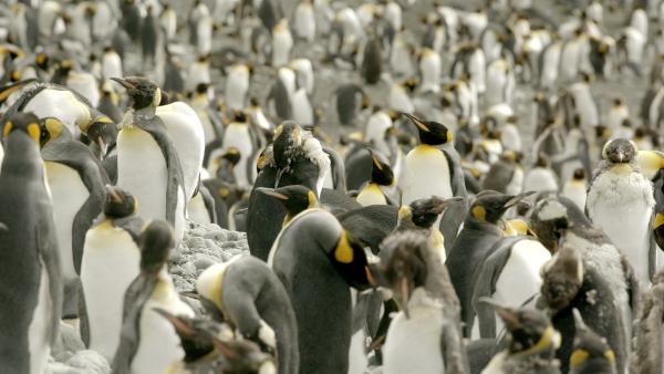 Bild 1 von 8: Königspinguine tauschen ihr Federkleid aus.