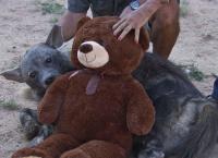 Das Waisenhaus für wilde Tiere