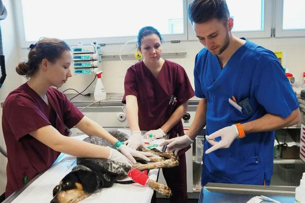 Bild 1 von 2: William arbeitet im Tierspital Bern. Hier landen die schwierigen Fälle. Der junge Tierarzt darf sich nicht aus der Ruhe bringen lassen.