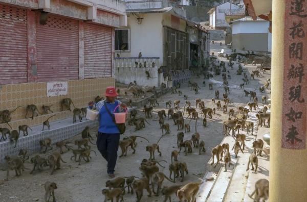 Bild 1 von 7: Fütterungszeit auf der Insel Ko Kho Ram in Thailand
