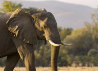 Die Sprache der Tiere