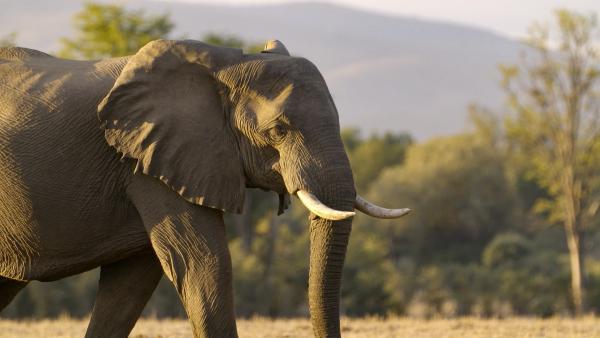 Bild 1 von 1: Ein Elefant steht in der Savanne bei Sonnenuntergang.