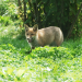 60 Jahre Wildpark Feldkirch